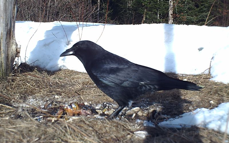 Raven_032911_1754hrs.jpg - Common Raven (Corvus corax)